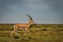 020 Masai Mara, grantgazelle
